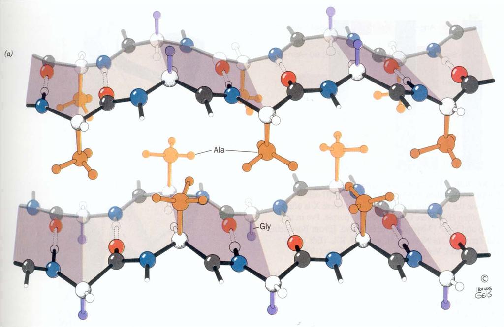 Fibroina della seta L analisi della sequenza delle fibrine della seta ha mostrato la presenza di un motivo comune: domini variabili alle estremità N- e C-terminali, affiancati da ampie regioni (fino