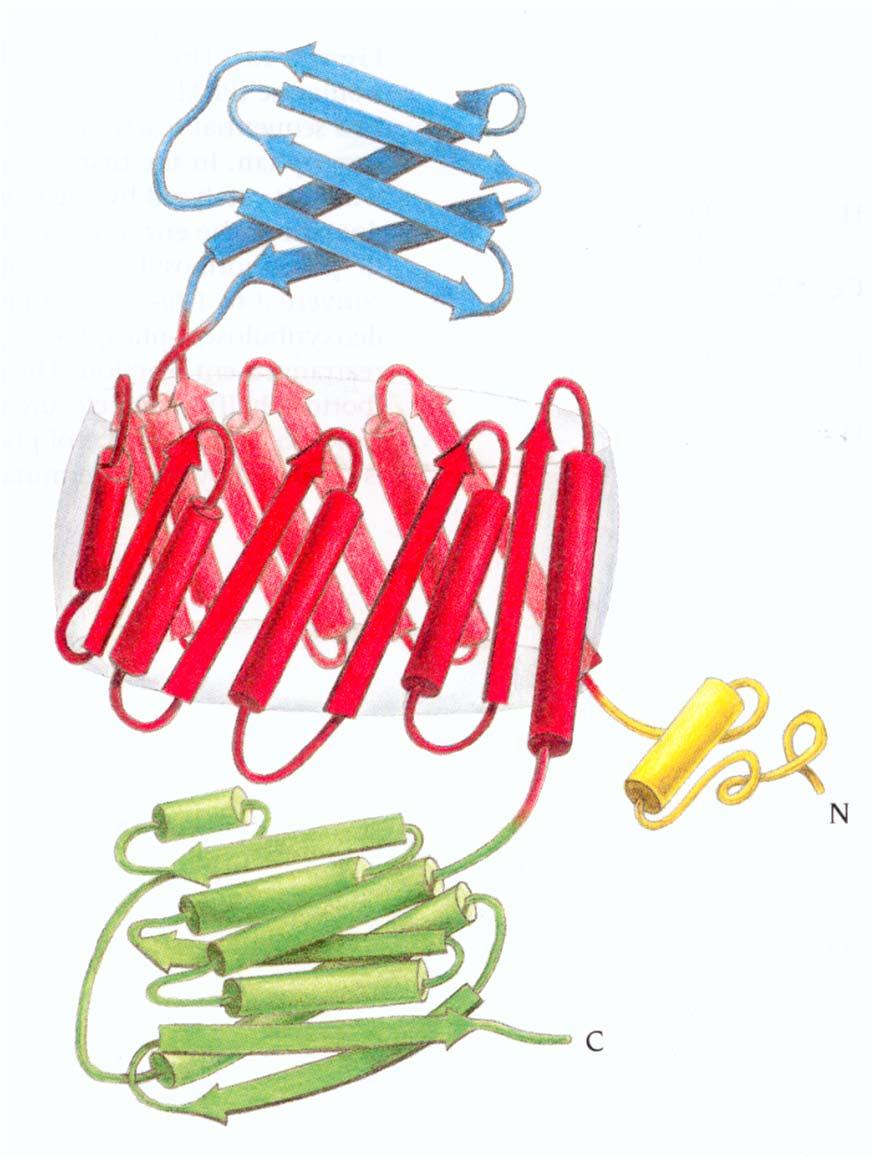 I domini I motivi generalmente si combinano a formare strutture globulari compatte, chiamate domini. Una proteina può essere costituita da uno o più domini.