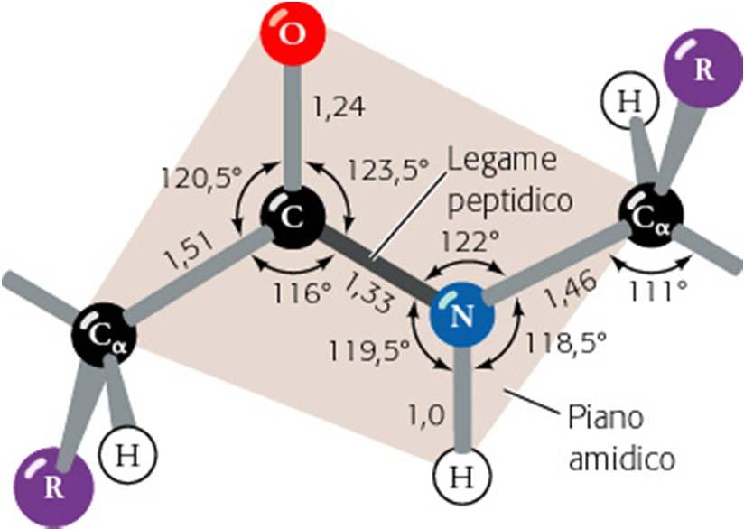 Il legame peptidico Generalmente il gruppo peptidico assume la conformazione