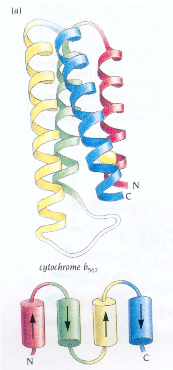 Domini helical bundle L helical bundle è un tipo di dominio che ricorre in svariate proteine (mioemeritrina, citocromo c' e b 562,
