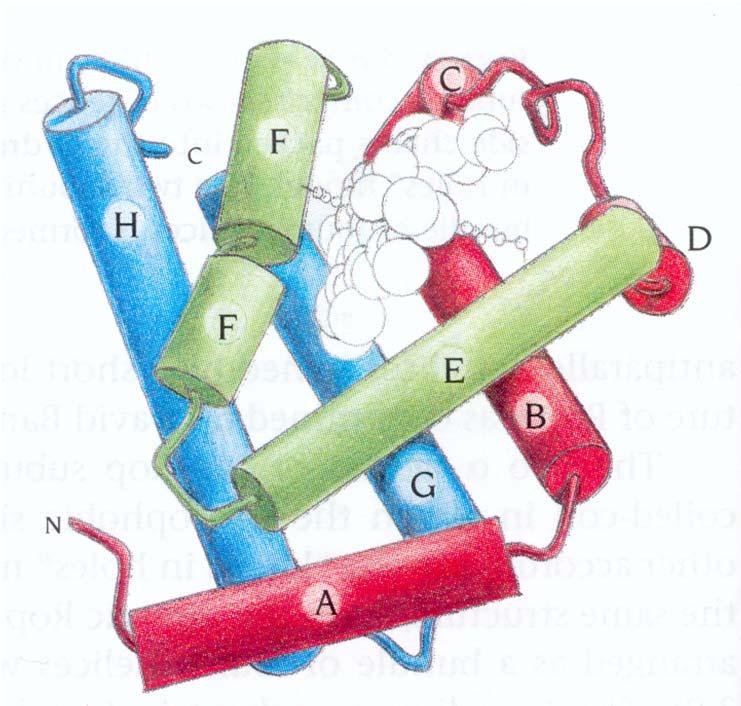 Domini Globin fold Un altro impaccamento tipico delle eliche è quello osservato nel globin fold, caratteristico di emoglobine, mioglobine e ficocianine.