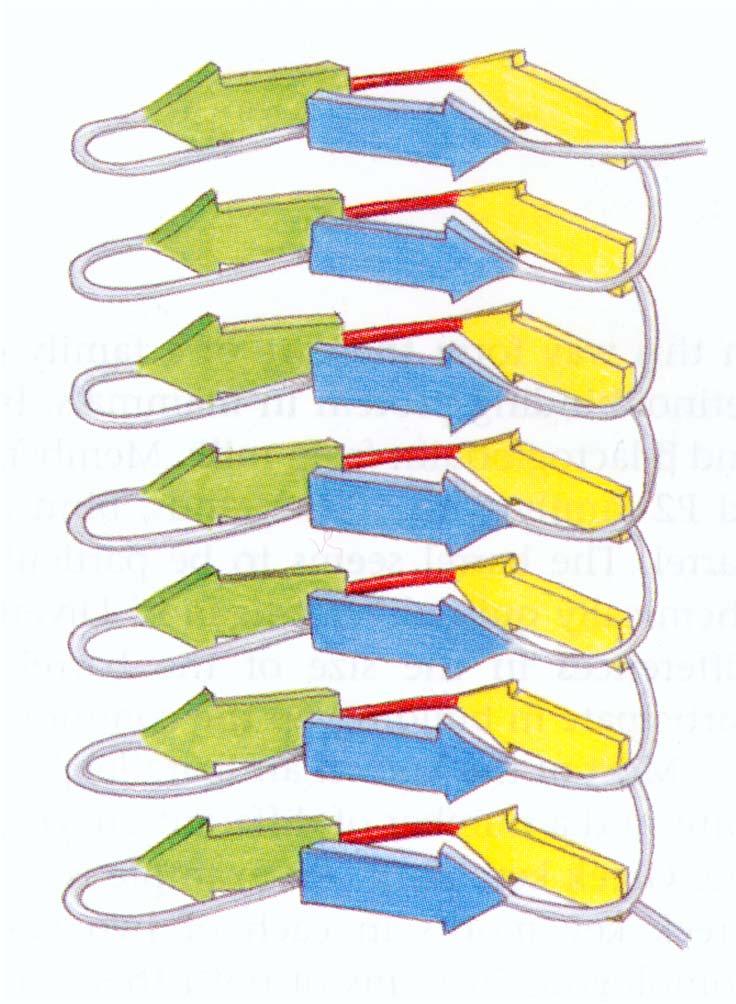 Domini elica a 3 foglietti Una elica più complessa è presente nella pectato liasi e nella proteina tailspike del batteriofago P22.