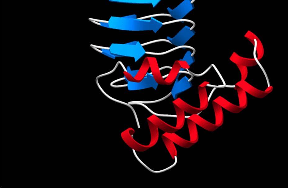 La elica sinistrorsa è l unica struttura di tipo parallelo che puo essere interpretata come una cross-over connection