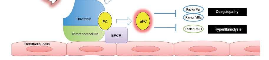 Thorsen K et al.