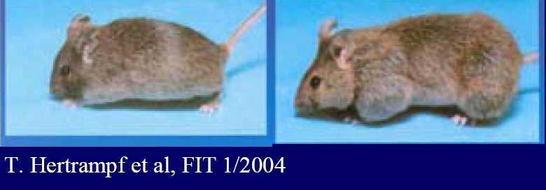 Esperimenti su topi Topi privati del gene della