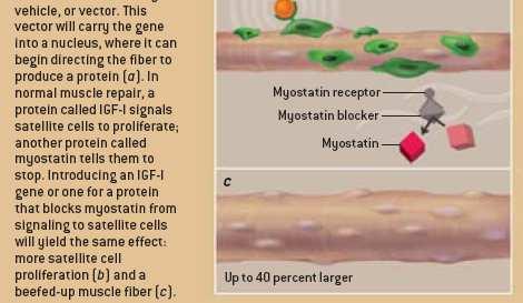 Se il gene produce IGF-I o una proteina che blocca la miostatina questo porterà a maggiore proliferazione delle cellule satelliti