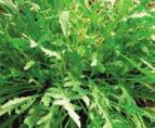 Schreb.- Impianto rapido e crescita veloce. Ottima pianta da copertura, compete molto bene con le malerbe infestanti.