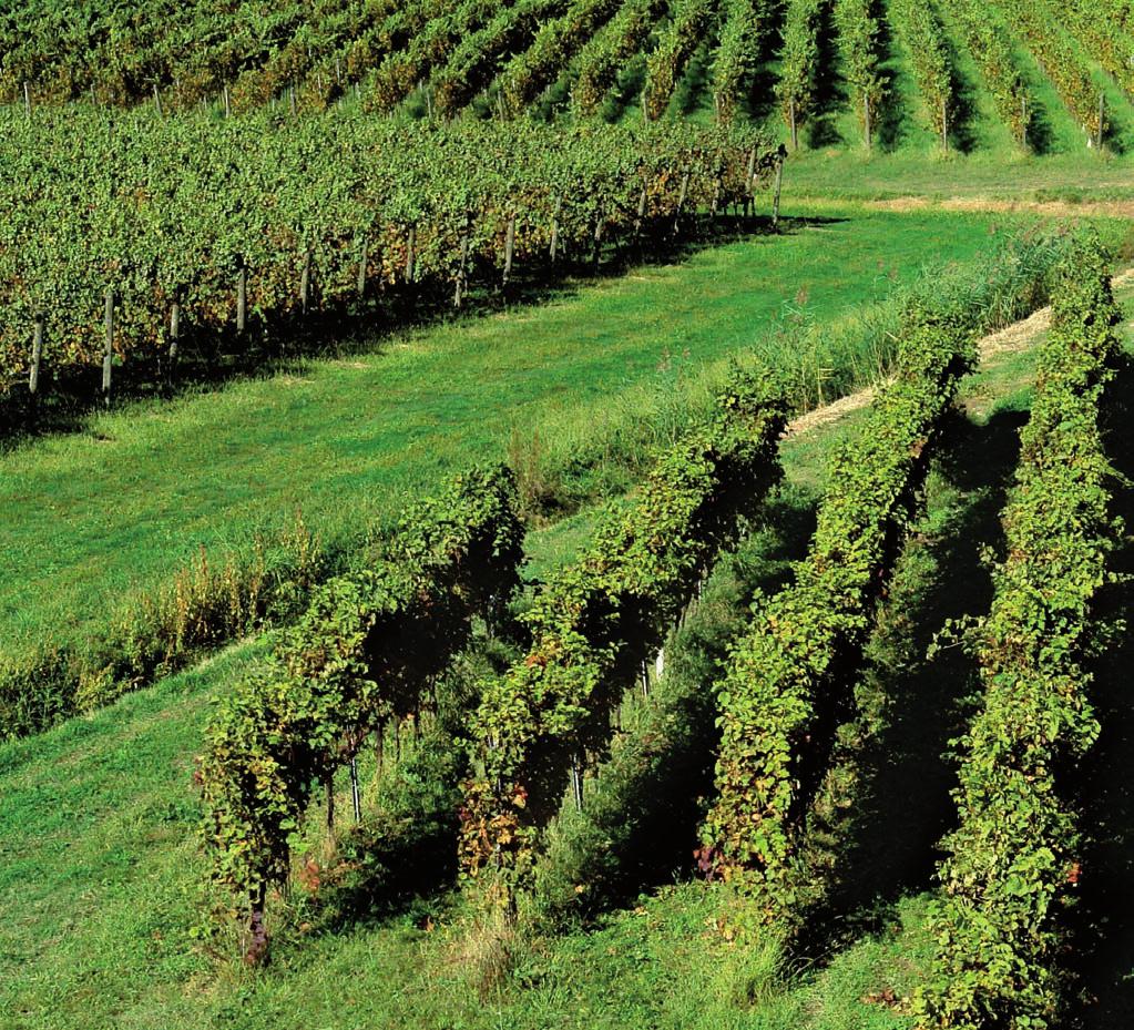 SISTEMA VIGNETO L INERBIMENTO Negli ultimi anni abbiamo assistito ad importanti cambiamenti nella gestione degli equilibri vegeto-produttivi in viticoltura, questo grazie ad una maggiore sensibilità