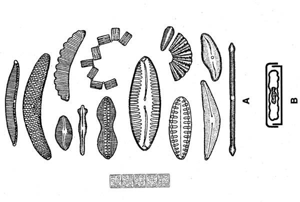 Esercitazione - Vegetali eucarioti (Regno Protista) -Alghe 1. Osservazione di alghe unicellulari (Bacillariophyta - Diatomee) 2.