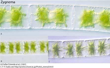 microscopio. Pluricellulari - Zygnematales (es.