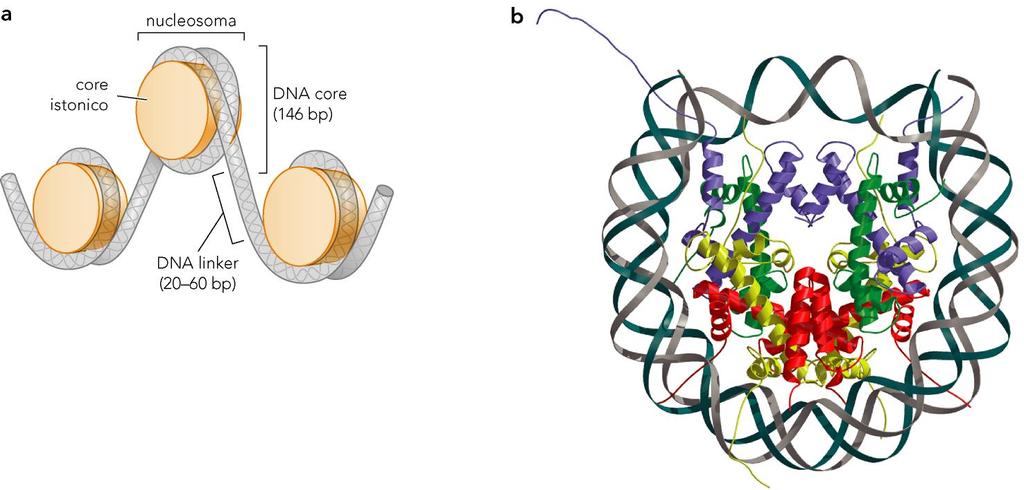 Impacchettamento del DNA eucarotico nei nucleosomi Il nucleosoma è composto da un nucleo di 8 proteine istoniche attorno a cui è avvolto il DNA. Il DNA fra due nucleosomi è detto DNA linker.