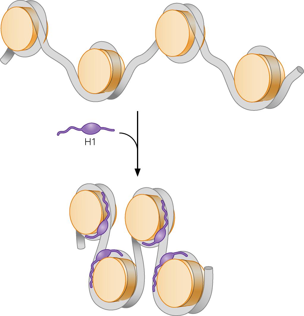 La presenza di H1 fa aumentare la quantità di DNA avvolto attorno al core istonico Il ripiegamento del DNA linker, provocato dall istone H1, di circa