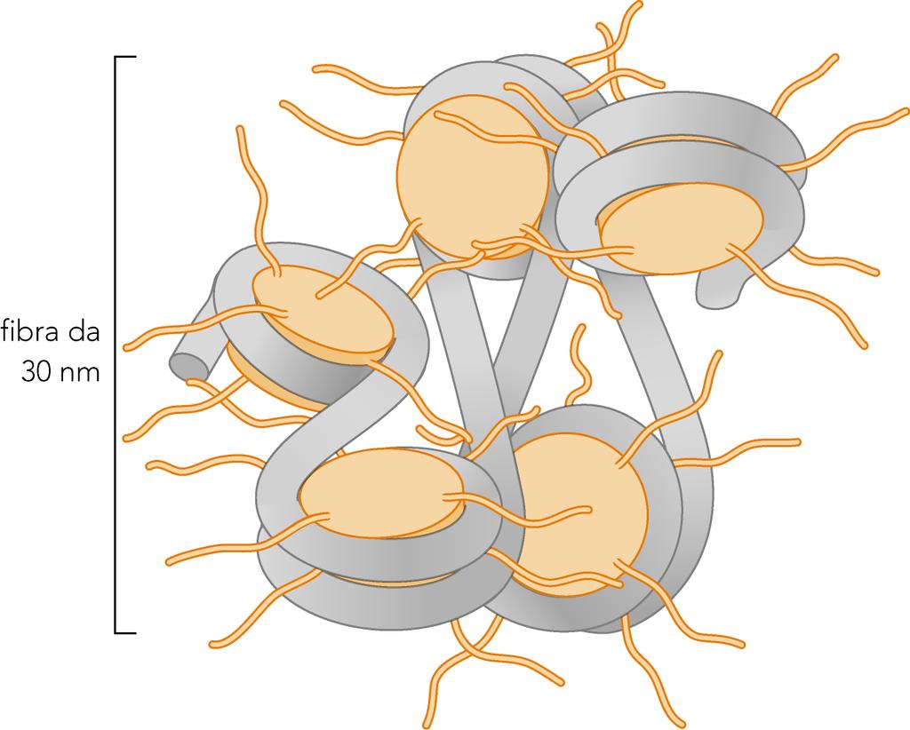 Le code degli istoni intervengono nella formazione della fibra 30 nm Istoni del core, privati di coda N-terminale, sono incapaci di formare la fibra 30 nm.