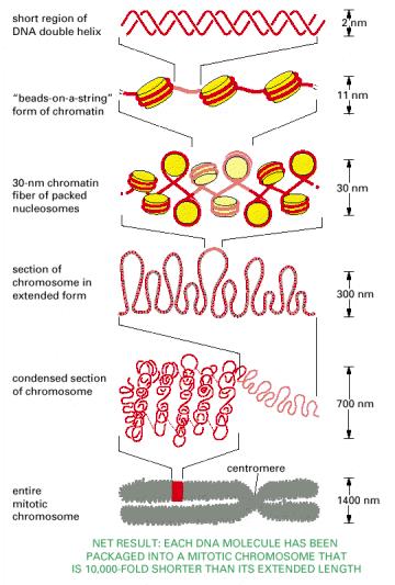 A comparison of extended interphase chromatin with the chromatin in a mitotic chromosome. (A) An electron micrograph showing an enormous tangle of chromatin spilling out of a lysed interphase nucleus.