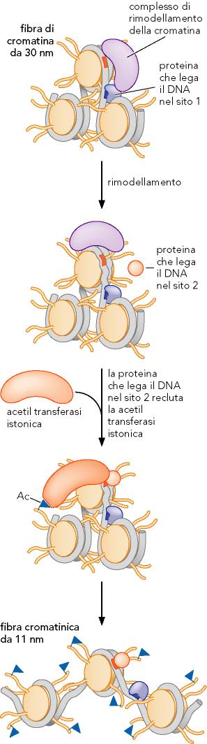 Complessi di rimodellamento e enzimi che modificano gli istoni agiscono di concerto sulla cromatina Proteine specifiche reclutano gli enzimi responsabili delle modificazioni istoniche.