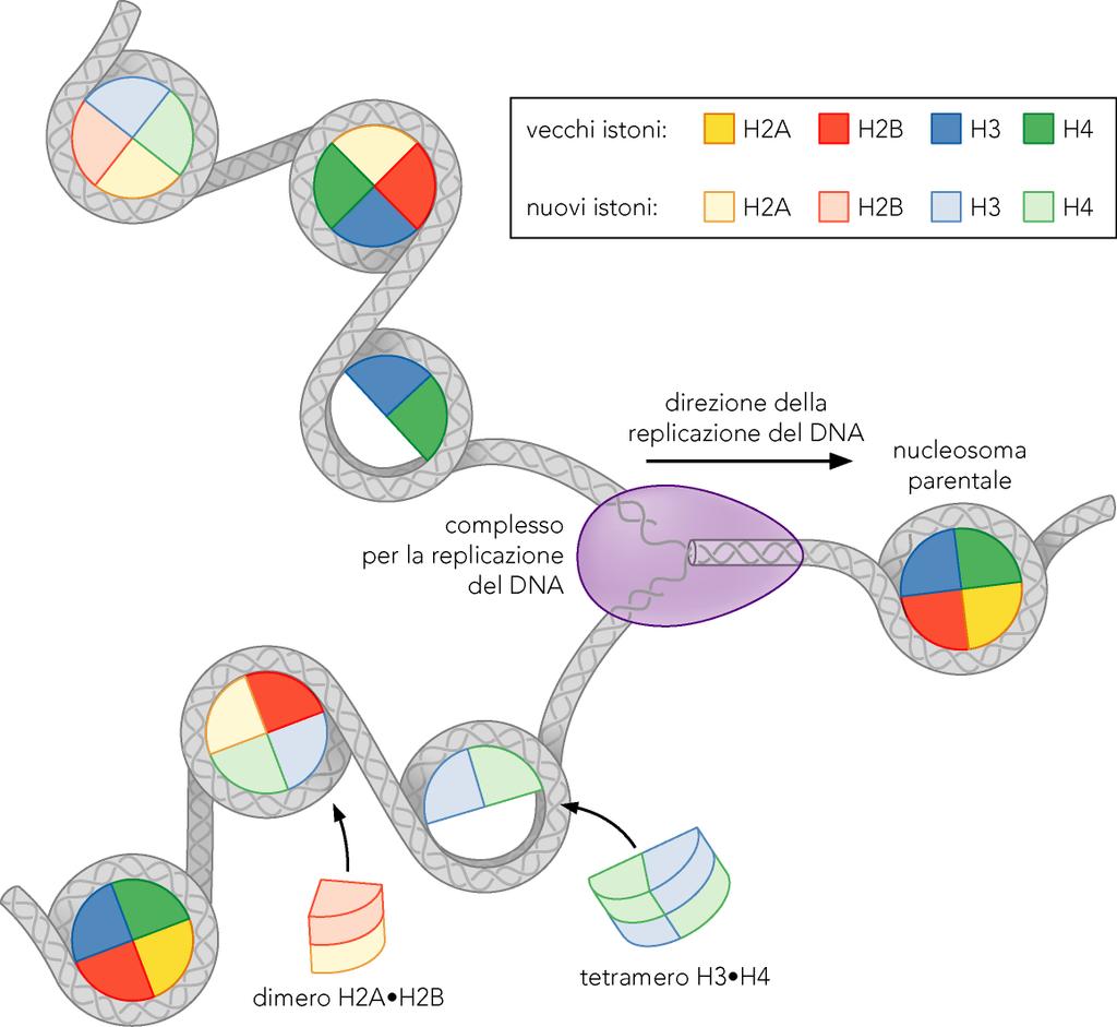 Assemblaggio dei nucleosomi dopo la replicazione La replicazione del DNA richiede un parziale disassemblaggio dei nucleosomi in tetrameri H3-H4 e dimeri H2A-H2B, ma il DNA viene rapidamente