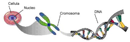 Il DNA, insieme a diverse proteine si organizza in una struttura che è detta CROMOSOMA. I cromosomi sono costituiti da cromatina, che consiste di fibre contenenti DNA e proteine.