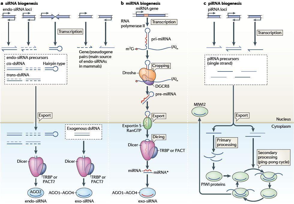 Biogenesis of small RNAs Unkown;