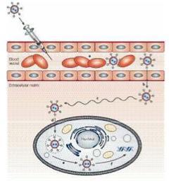 Problematiche riguardanti la veicolazione in vivo Un iniezione di nanoparticelle deve: evitare la filtrazione, fagocitosi e degradazione nel flusso sanguigno (a); essere trasportato attraverso l