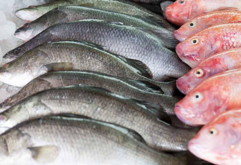 l Espositori refrigerati per pesce Espositore pesce senza piano di lavoro in acciaio inox su gambe di sostegno ellissoidali