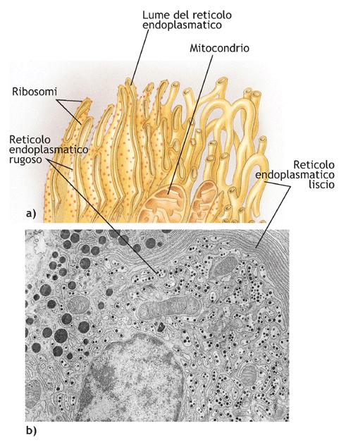 RETICOLO ENDOPLASMATCO RUGOSO Sistema membranoso costituito da vescicole, cisterne, sacculi e canalicoli.