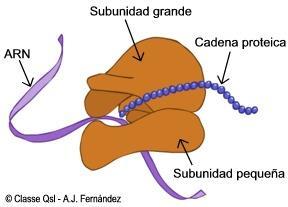 Ribosomi: Struttura Nomenclatura Ribosomi liberi Ribosomi legati al Reticolo