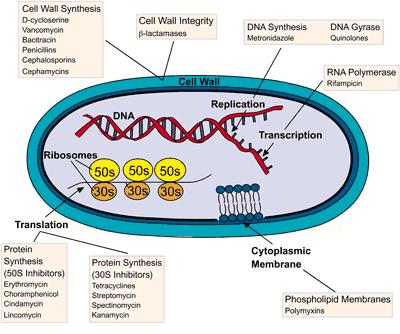 Bacterial Drug esistance (wiley.