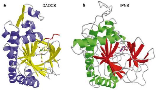 Struttura della isopenicillina N sintasi (IPNS)