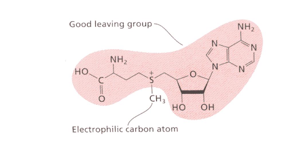 N-metilazioni in ambiente biologico