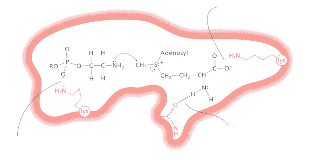 Interazioni non covalenti tra le molecole dei substrati e gli amminoacidi del siti attivo dell enzima orientano i due reagenti al fine di permettere la trasformazione Interazioni elettrostatiche tra