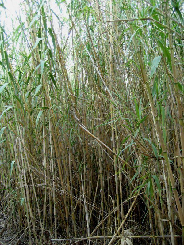 LA FLORA La vegetazione del sito è