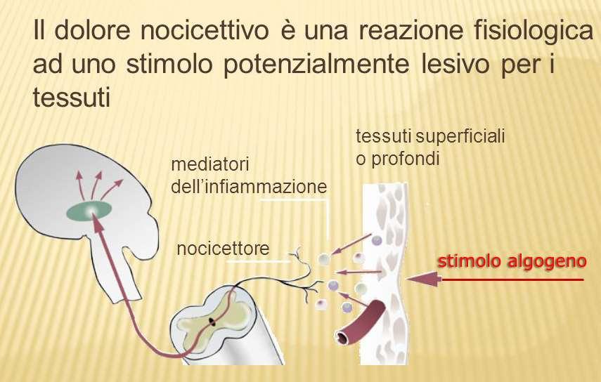 DOLORE NOCICETTIVO Risposta normale infiammatoria ad un danno