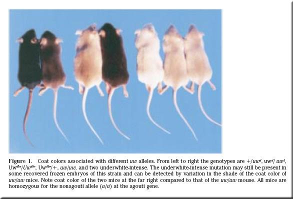 Serie alleliche e wild-type La concezione dell'allele come uno dei possibili stati alternativi che può assumere un gene corrisponde al significato che originariamente dette Bateson nel 1902 al nuovo