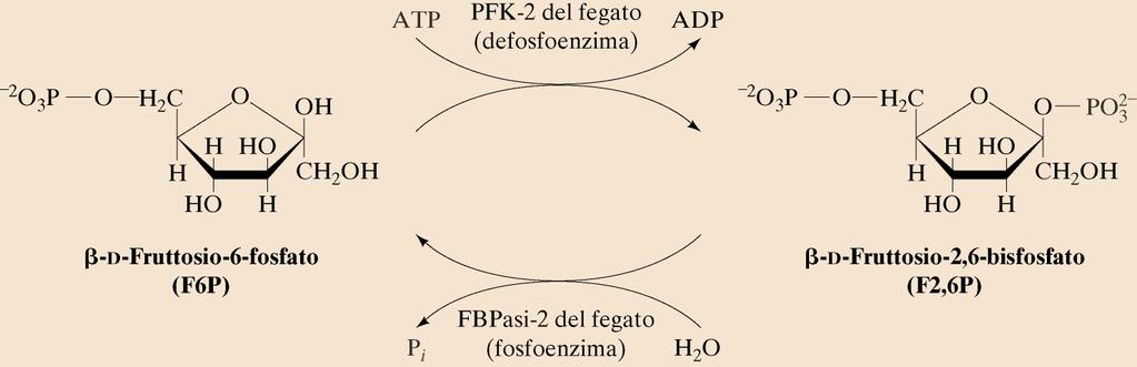 Il fruttosio 2,6-bisfosfato è prodotto dall azione di un enzima bifunzionale: