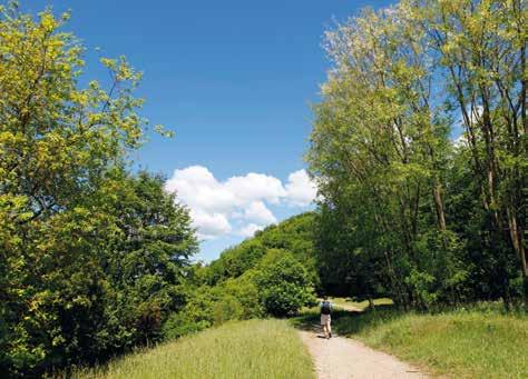 CONSIGLIATO: gennaio - dicembre MOMENTO CONSIGLIATO: tutto il giorno famiglia: >10 Sopra: l ampia sterrata sul crinale tra Monte Costello e Monte Zucchetto 008 ITINERARIO Dalla stazione di Cavi si