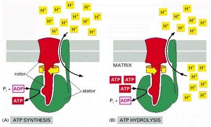 La ATP sintasi è un dispositivo di accoppiamento reversibile che può convertire