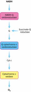 La catena respiratoria consiste di quattro complessi: tre pompe protoniche e un collegamento fisico con il ciclo dell acido citrico [3] La NADH Q ossidoreduttasi, la succinato Q reduttasi, la Q