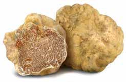 Chiudere gli occhi ed inspirare il profumo del Tartufo Bianco è lasciarsi trasportare nella dimensione di un fantastico sogno. Forse per questo gli vengono attribuite proprietà afrodisiache.