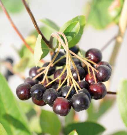 Novità - Frutti vitaminici e nutraceutici Aronia Aronia melanocarpa (Rosacee) Detta anche Aronia nera, CHOKEBERRY, è un arbusto a foglia caduca, a portamento eretto, di medie dimensioni, originario