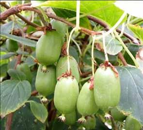 Possono essere trasformati in succhi di frutta oppure consumati freschi ben maturi o appassiti. Specie molto rustica, in grado di resistere a temperature molto rigide.