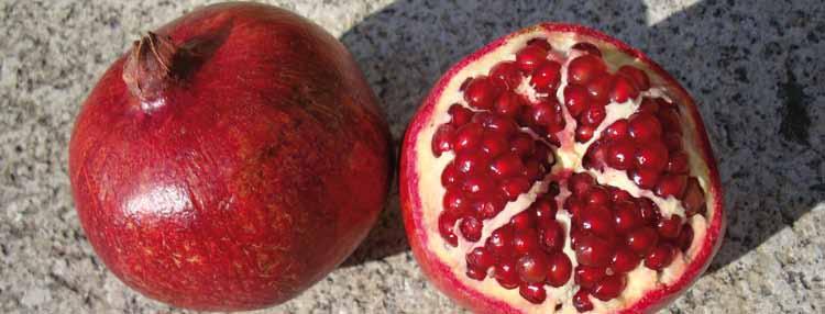 Novità - Frutti vitaminici e nutraceutici Melograno Punica granatum (Punicaceae) EN. Pomegranate FR.