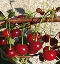 I Frutti dimenticati sono longevi e molto ornamentali, adatti per i giardini e i piccoli impianti famigliari.