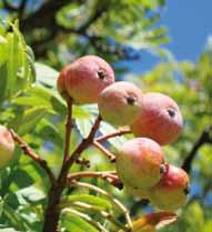 malattie Cotogno periforme Azzeruolo rosso Sorbo domestico Periforme, frutti enormi,