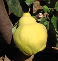 Usato come pianta da frutto ed ornamentale.