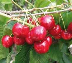 Frutti principali Ciliegio Prunus avium (Rosaceae) EN. Cherry tree FR. Cerise DE. Kirschbaum ES.