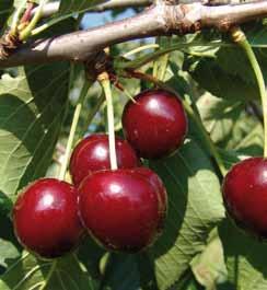 Frutti principali CILIEGIO DURONE NERO I Frutti grandi, rosso intenso, brillanti. Peduncolo corto.