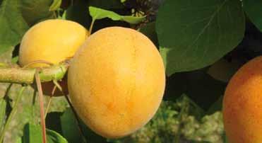 Frutti principali ALBICOCCO VITILLO Frutto molto grosso giallo arancio, polpa consistente