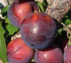 Frutti principali Susino Prunus domestica (Rosaceae) EN. Plum tree FR. Prunier DE. Pflaumenbaum ES.