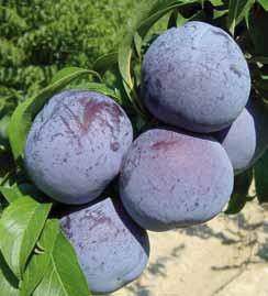 Frutti principali SUSINO FRIAR Cino-giapponese, varietà di costante ed elevata produttività.