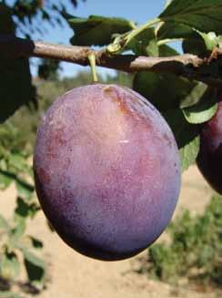 Polpa profumata molto soda. Autofertile e impollinatrice. Maturazione metà agosto.